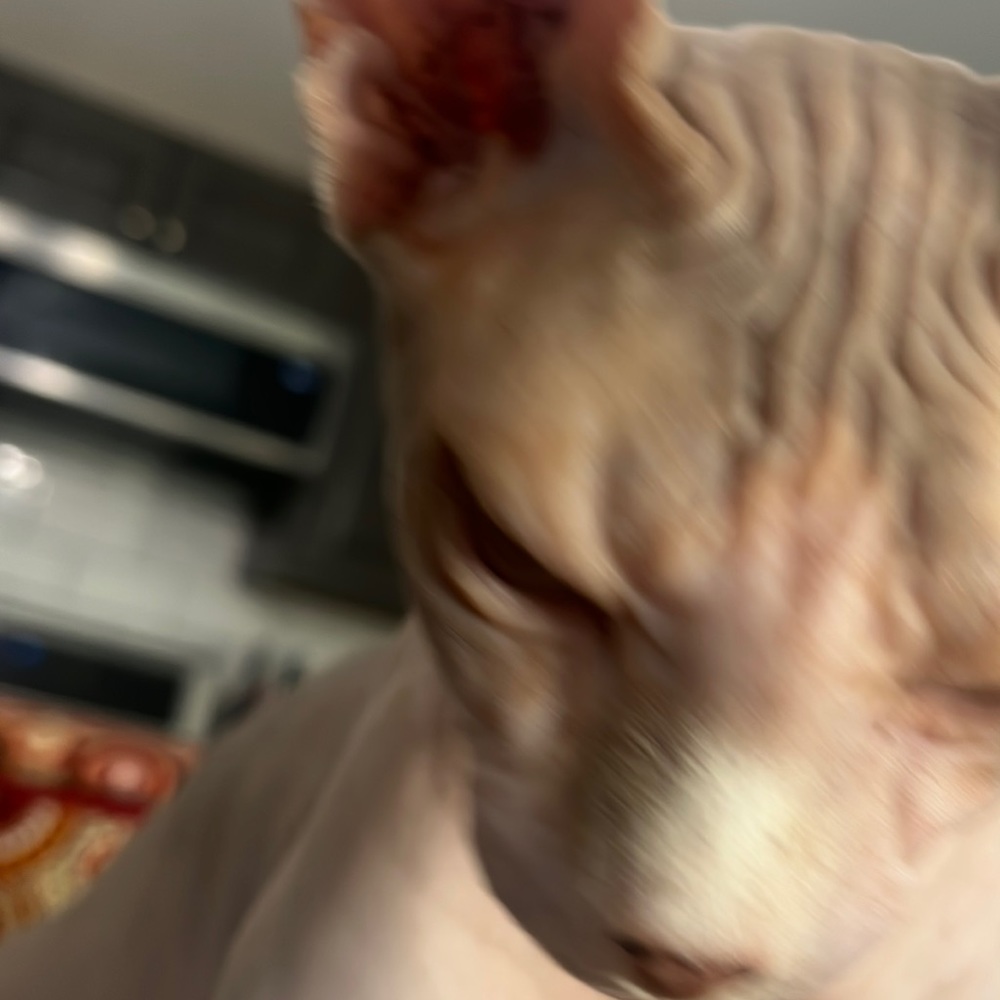 Meet your Posher, Braxton